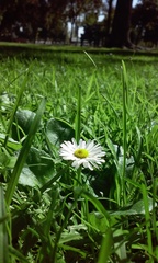 Bellis perennis