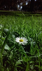Bellis perennis