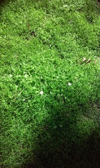 Bellis perennis