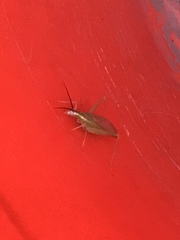 Oecanthus varicornis