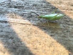 Oecanthus varicornis