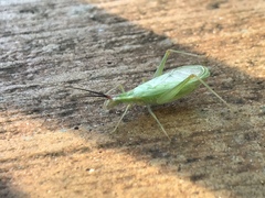 Oecanthus varicornis