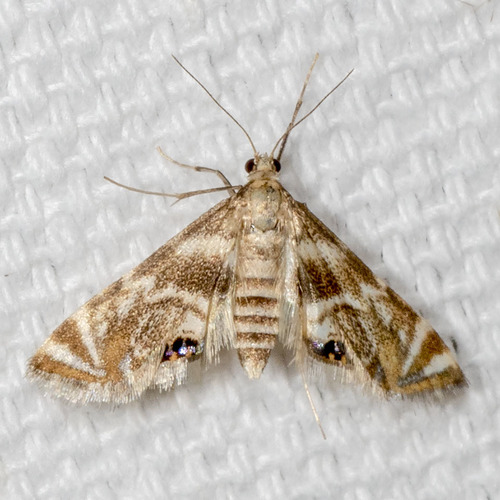 Petrophila canadensis Munroe, 1972