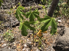 Brachychiton australis