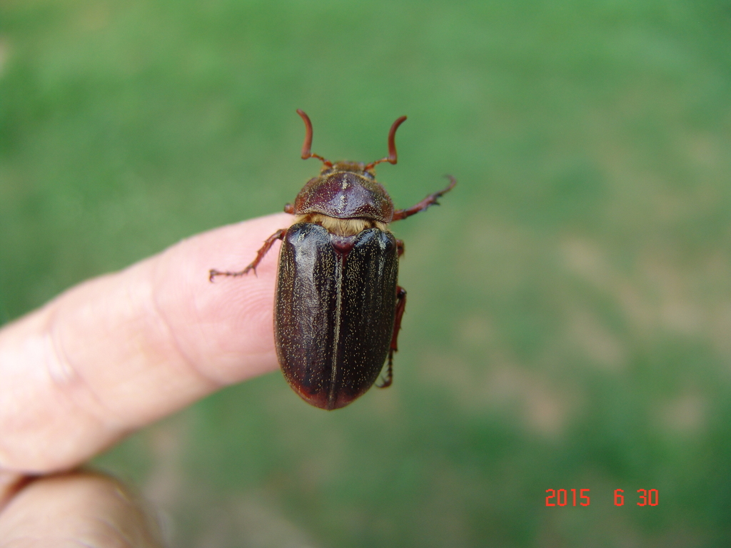 Hammond's Chafer