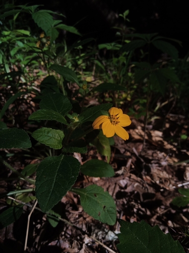 Chrysogonum virginianum