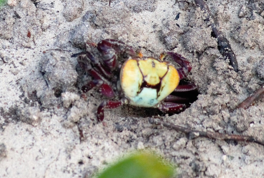 Mangrove Ghost Crabs