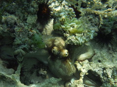 Octopus insularis