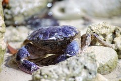 Ozius reticulatus