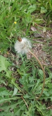 Taraxacum officinale image