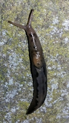 Limax maximus