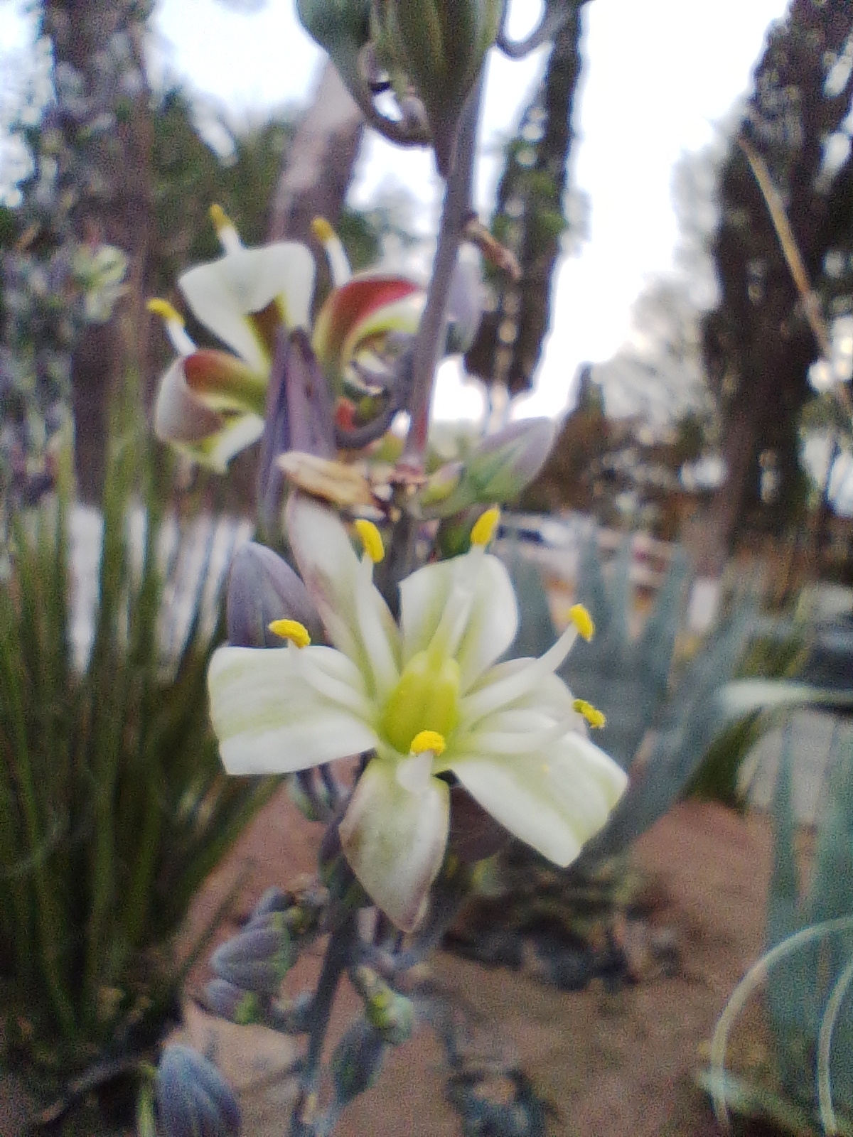 New Mexico False Yucca (Hesperaloe funifera)