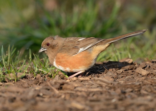 Eastern Towhee, photo 8 of 8