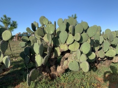Opuntia streptacantha