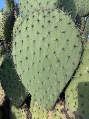 Opuntia streptacantha