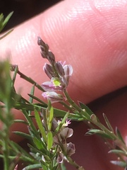 Polygala scoparioides
