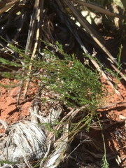 Polygala scoparioides