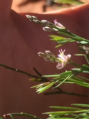 Polygala scoparioides