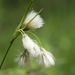 Green-keeled Cottongrass - Photo (c) Derek, some rights reserved (CC BY-NC), uploaded by Derek