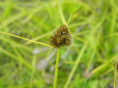 Carex athrostachya