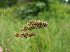 Carex cusickii