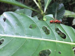 Gnamptogenys concinna