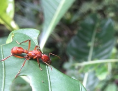 Gnamptogenys concinna