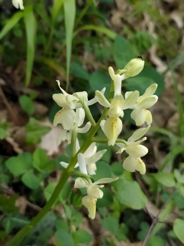 Orchis provincialis