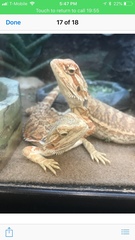 Pogona