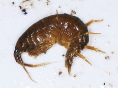 Gammarus oceanicus
