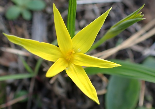 Autumn golden star (Empodium plicatum)