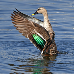 Indian Spot-Billed Duck photo 5