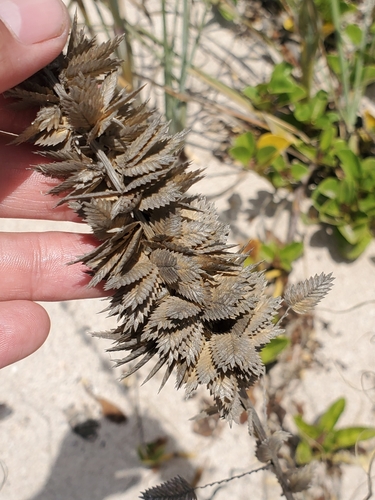 Uniola pittieri