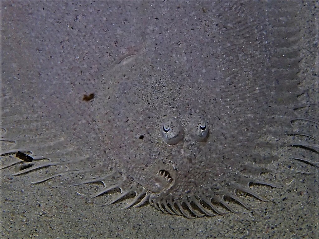 Elongate Flounder from Watermans Bay Beach, WA 6020, Australia on May