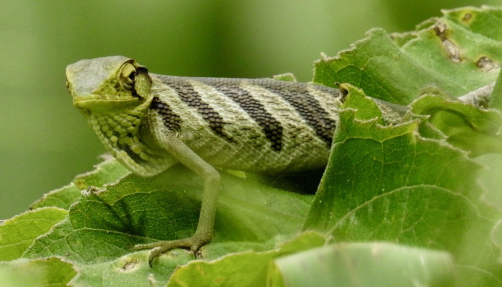 Berthold's Bush Anole