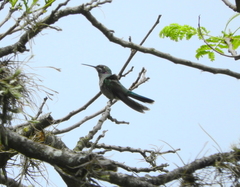 Colibri serrirostris