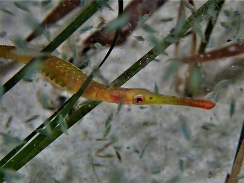 Black pipefish (Stigmatopora nigra) — Syngnathidae — 3