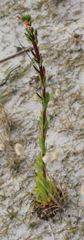 Oenothera indecora