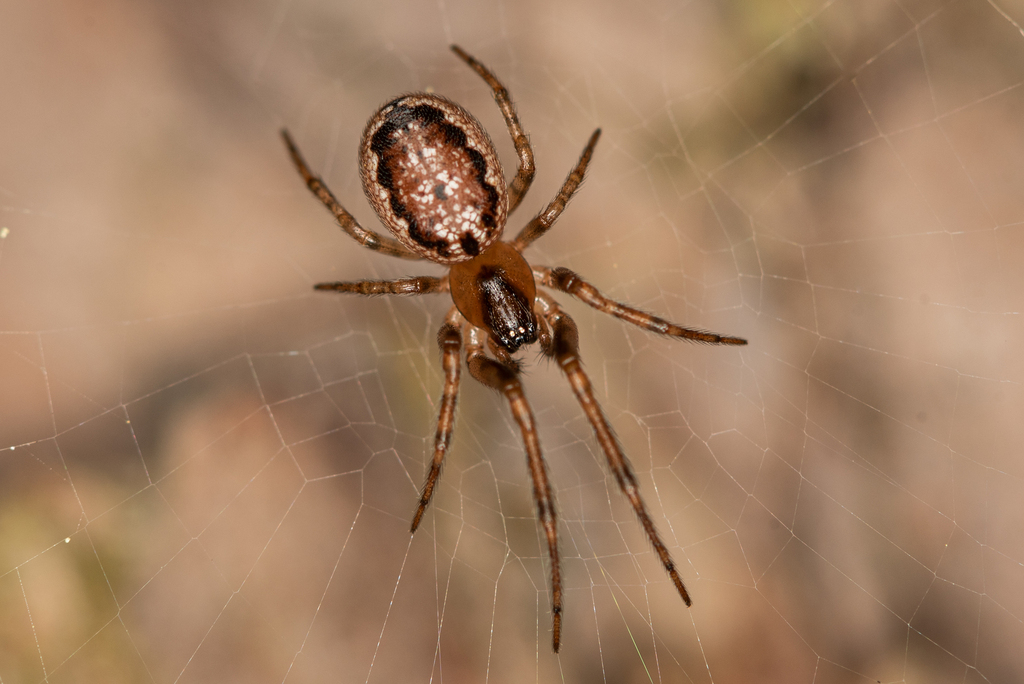 Leviellus stroemi