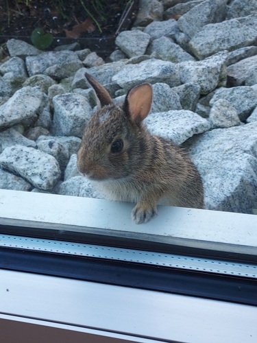 Eastern Cottontail photographed in Ohio