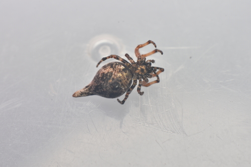 Cyclosa huila