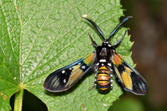 Chrysocale principalis