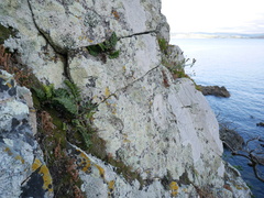 Asplenium appendiculatum maritimum