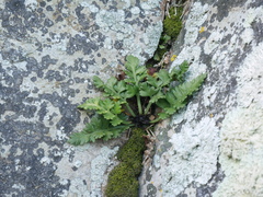 Asplenium appendiculatum maritimum