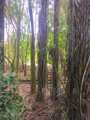Cordyline australis