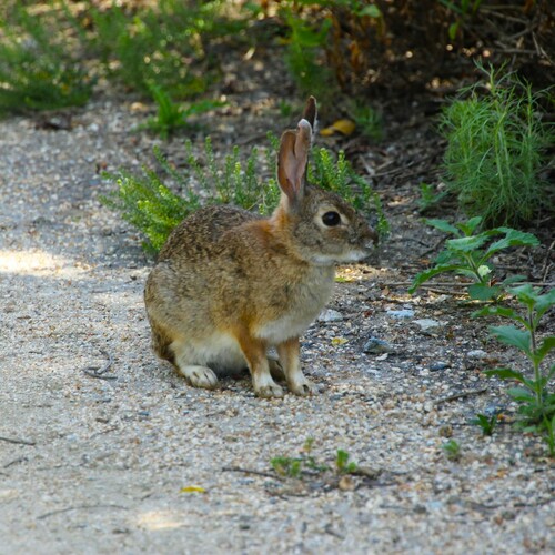 iNaturalist observation photo of Desert Cottontail