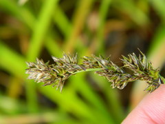 Carex cusickii