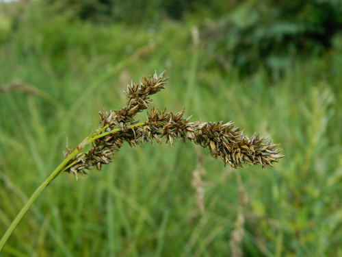 Carex cusickii