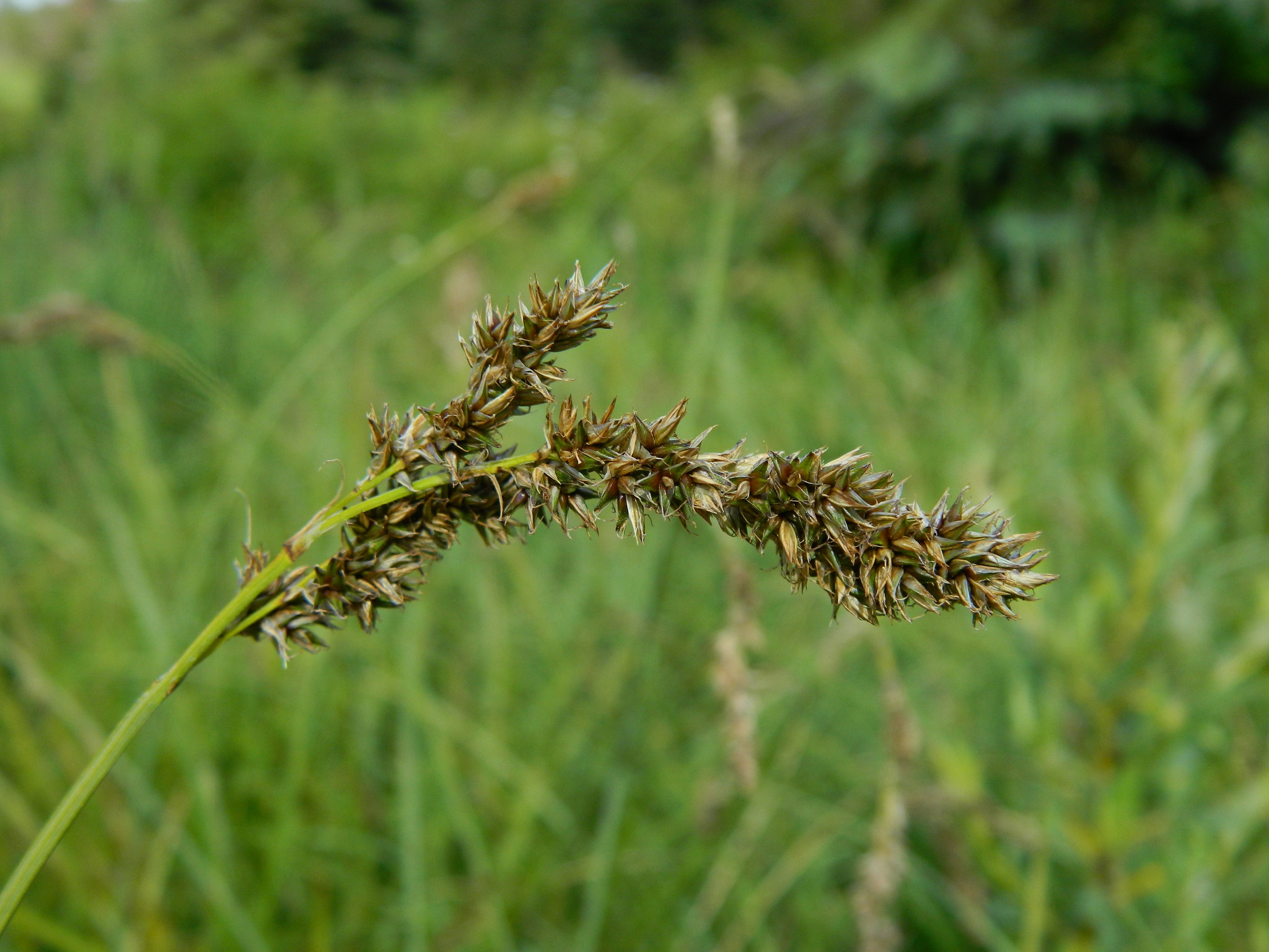 Carex cusickii