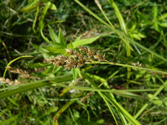 Carex cusickii
